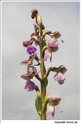 Green-winged Orchid - 2